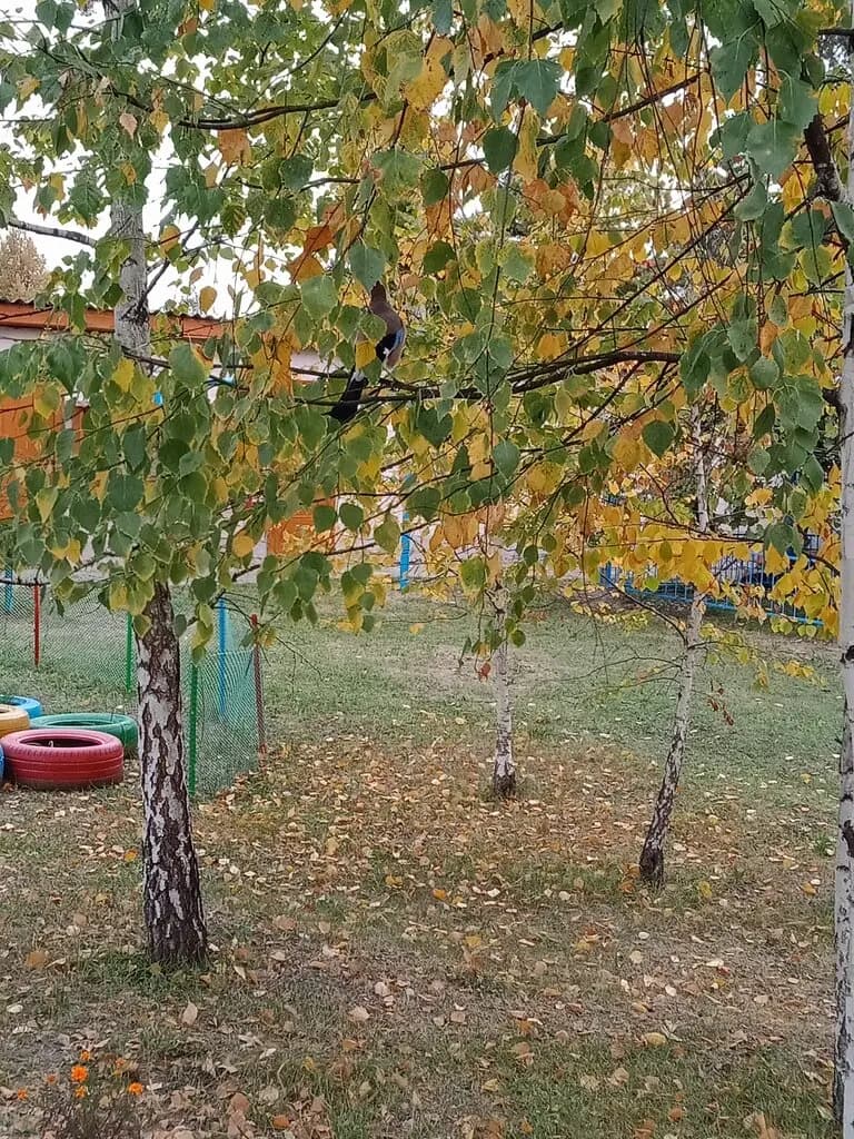 Детский сад № 15 Незабудка — фото 4