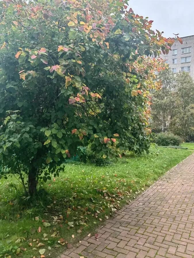 Сова — фото 6