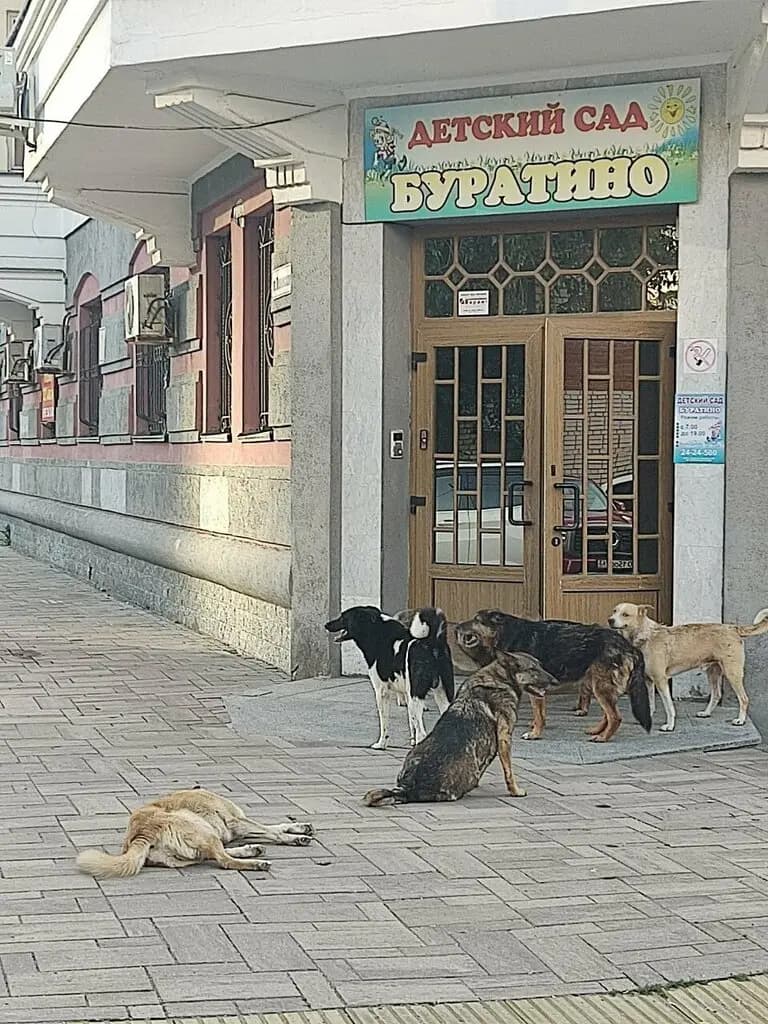 Буратино — фото 2